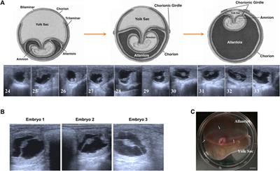 The transcriptome landscapes of allantochorion and vitelline-chorion in equine day 30 conceptus